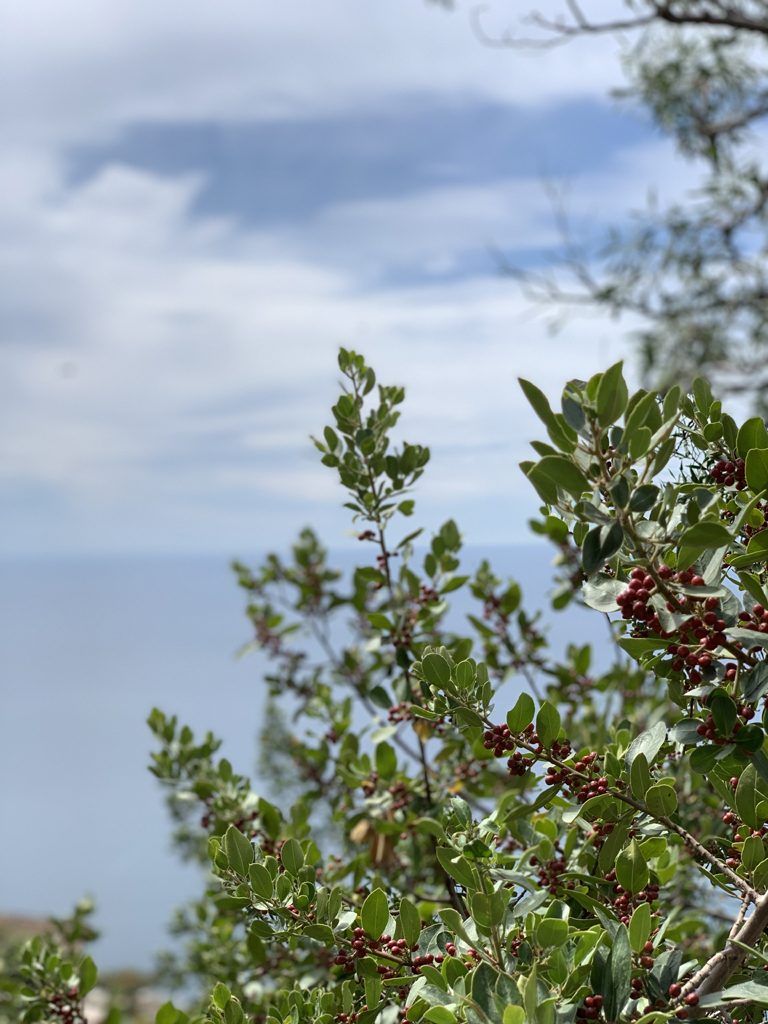 未来への発想法』 政木和三 東洋経済新報社 | 出張専門 東京自律神経整体