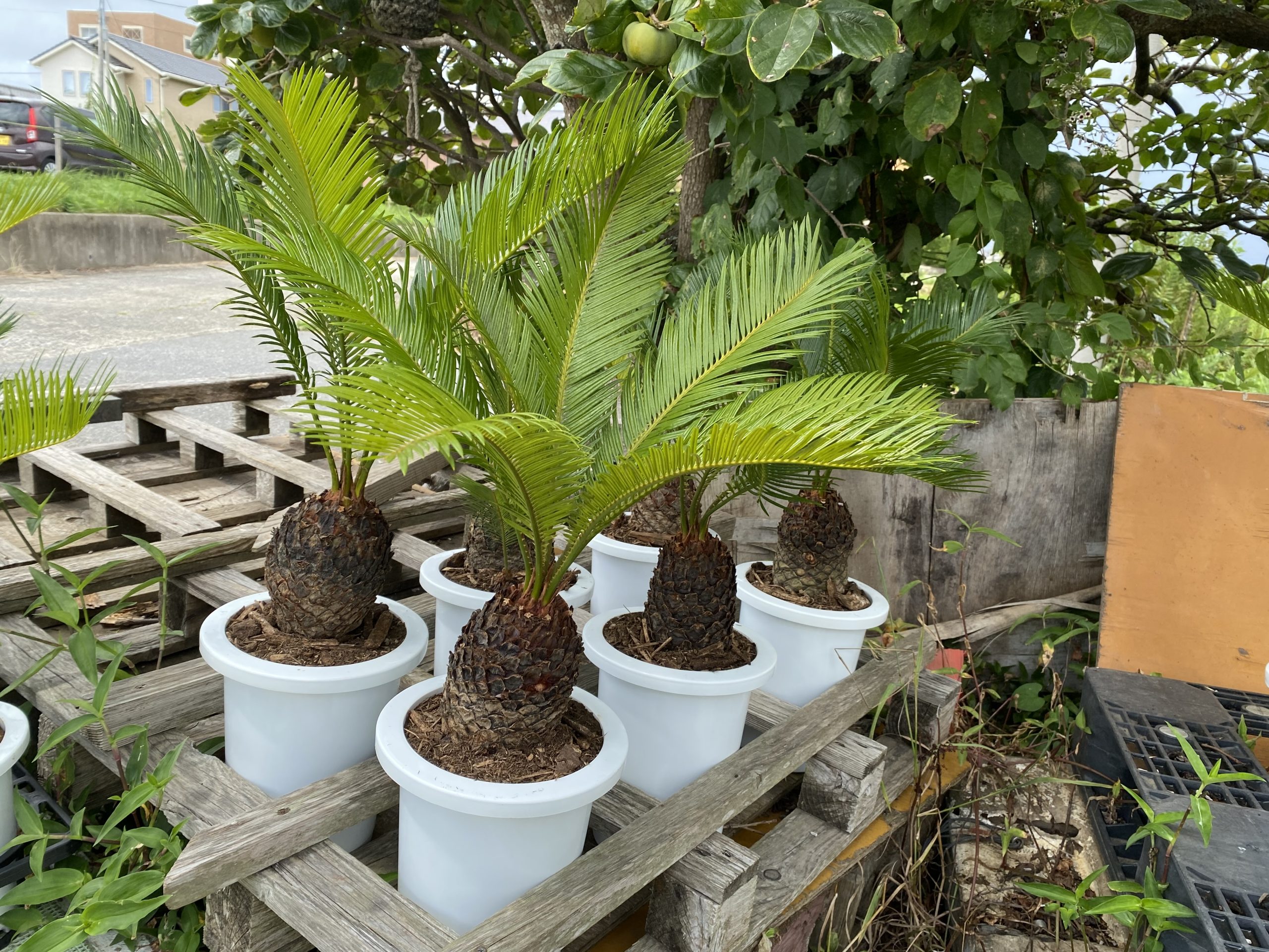 ソテツ|8号鉢｜ヤシの木で南国風の庭をデザインするなら中島造園へ
