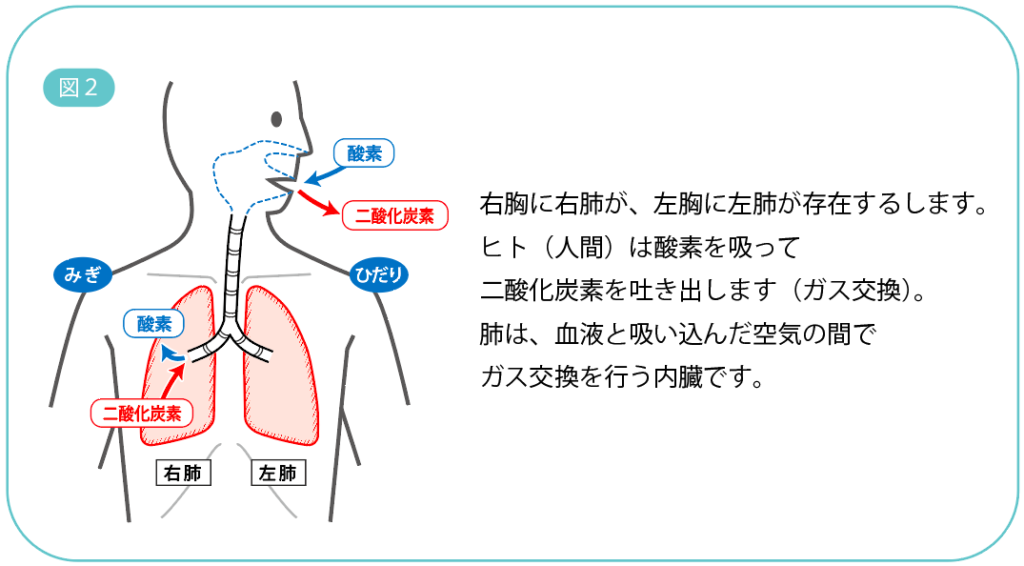 呼吸器疾患（しっかん）のはなし（1） – 中高津クリニック
