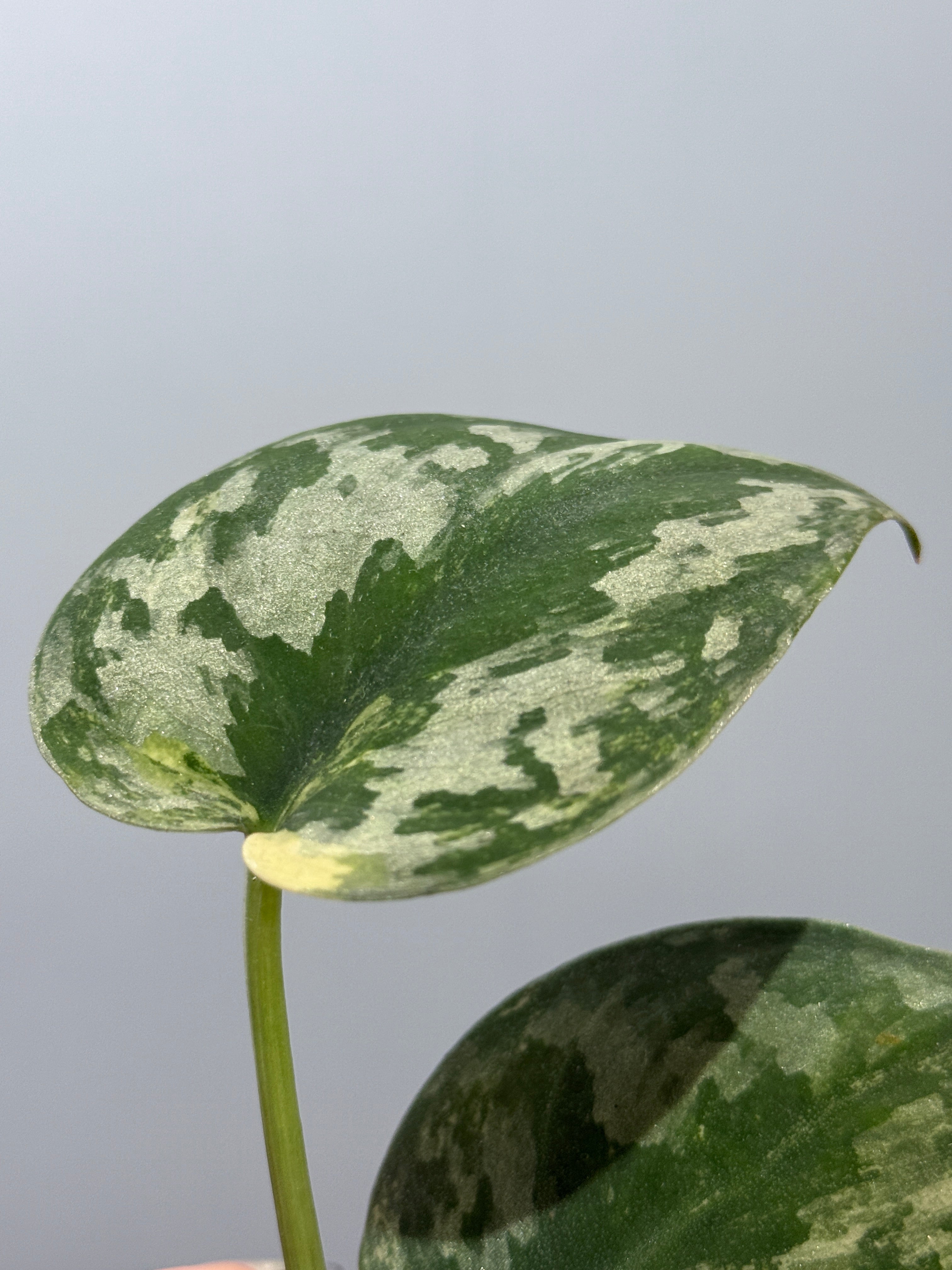 スキンダプサス バクダパティ / Scindapsus bakudapati (6) – Nakayama