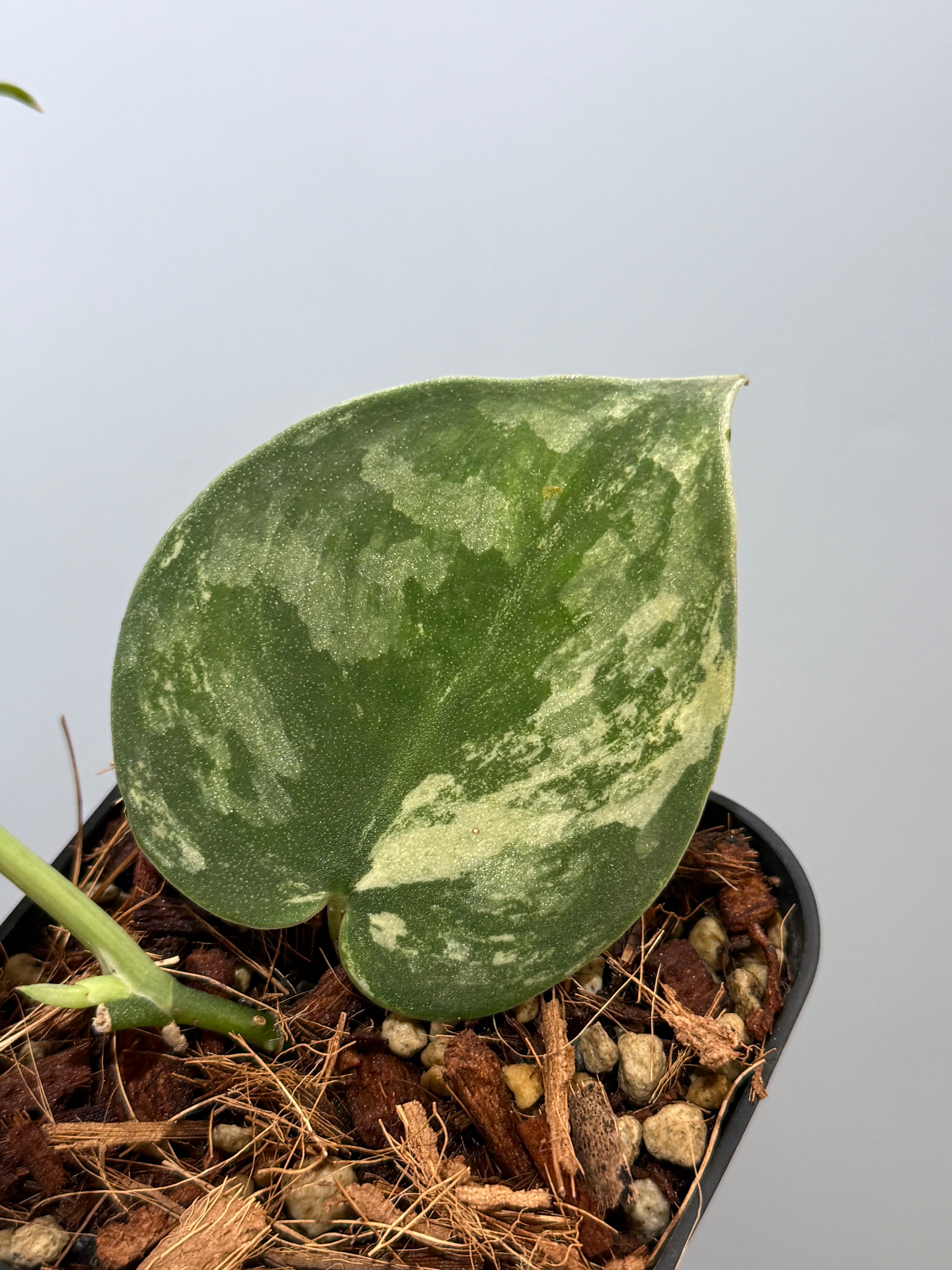 スキンダプサス バクダパティ / Scindapsus bakudapati (6) – Nakayama