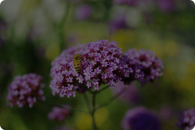 11/27 ユッカ・ロストラータさん | 藤沢市長久保公園 都市緑化植物園