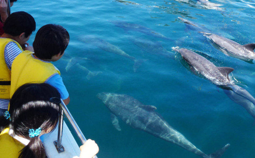 南島原イルカウォッチング | 長崎ツアーズ