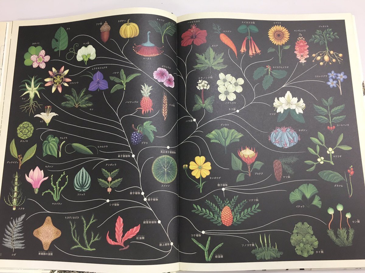 絵本2冊「Michi みち｣ ｢ボタニカム ようこそ､植物の博物館へ