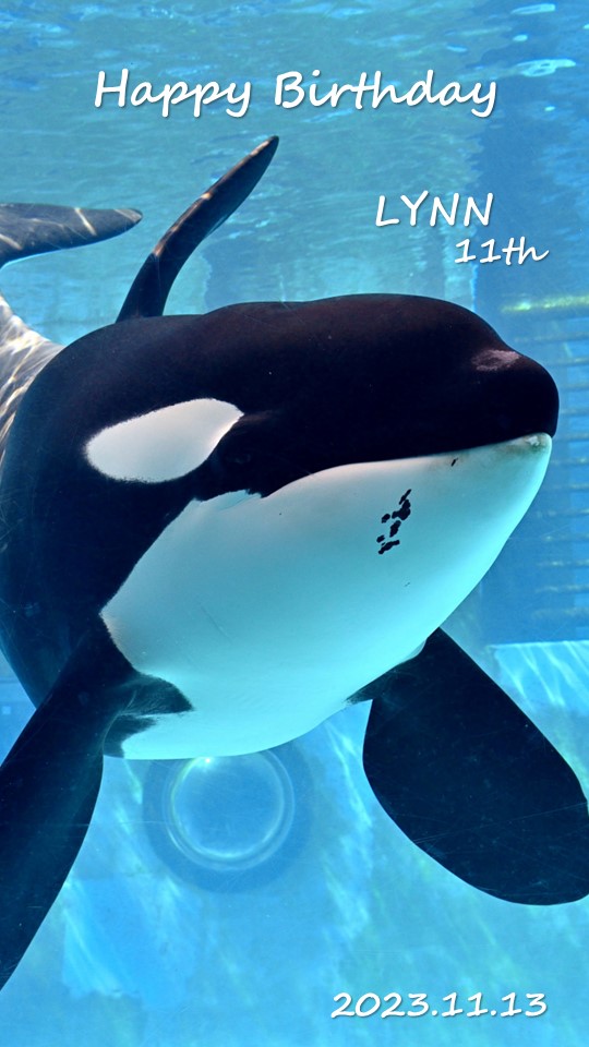 レア・ラスト1点】名古屋港水族館 シャチ リンちゃん ステラ ポスター