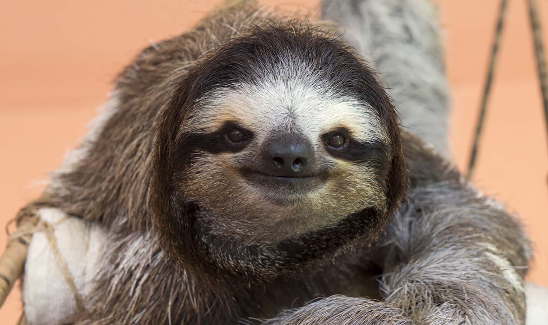 ナマケモノは本当に怠け者なの？ 『プチペディア』で迫る、昆虫・植物