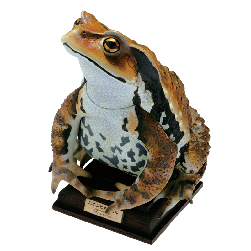 日本のカエル THE FROGS IN JAPAN – ネイチャーテクニカラー公式
