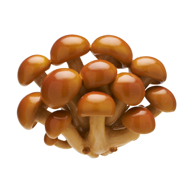 NTC MONO＋ キノコマグネット1 – ネイチャーテクニカラー公式