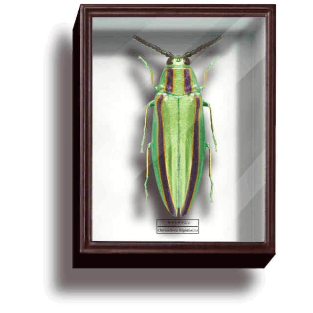 STC ドイツ箱 マグネットコレクション4 – ネイチャーテクニカラー公式