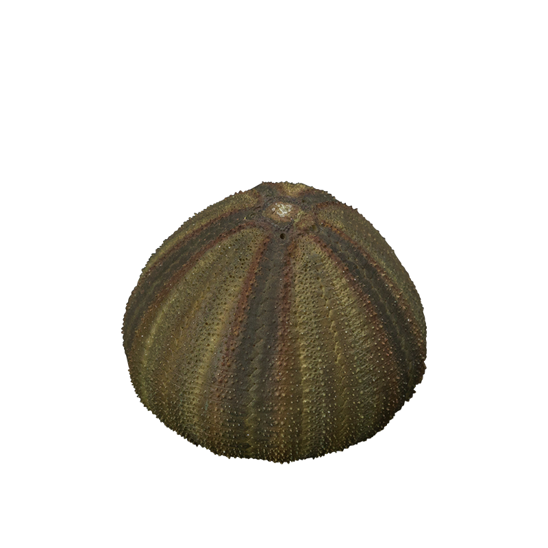 棘皮動物の裸殼 マグネット＆ボールチェーン – ネイチャーテクニカラー公式