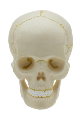 人体模型 ストラップⅠ – ネイチャーテクニカラー公式