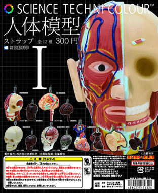 人体模型 ストラップⅠ – ネイチャーテクニカラー公式