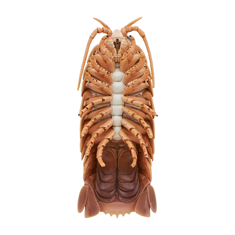 ダイオウグソクムシ カチューシャ ダイオウグソクムシ カチューシャ