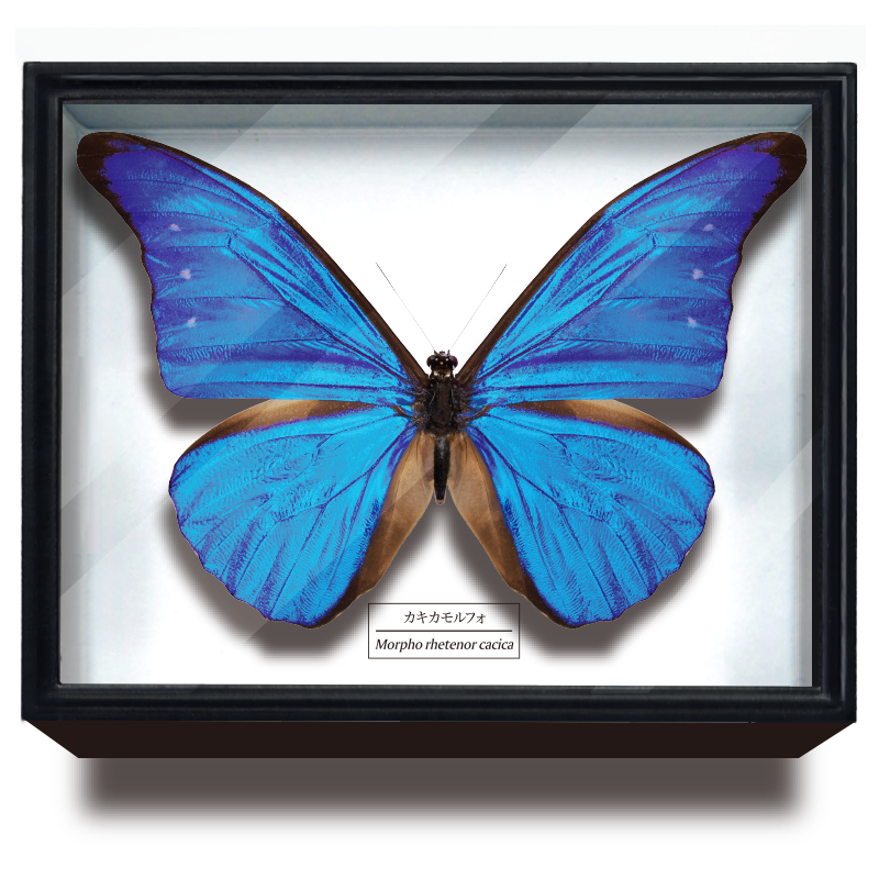 大型ドイツ箱×1 中型印籠箱×2 標本箱3セット Amazon.co.jp: サイエンス