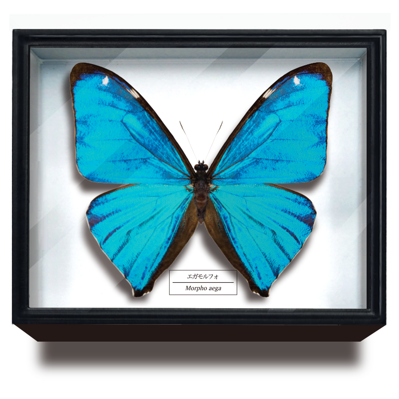 STC ドイツ箱マグネットコレクション モルフォ蝶特装版 – ネイチャー
