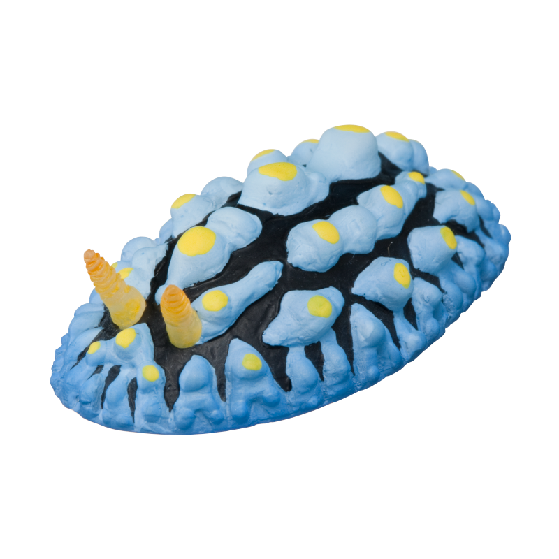 NTC MONO+ ウミウシ フィギュアマグネット – ネイチャーテクニカラー公式