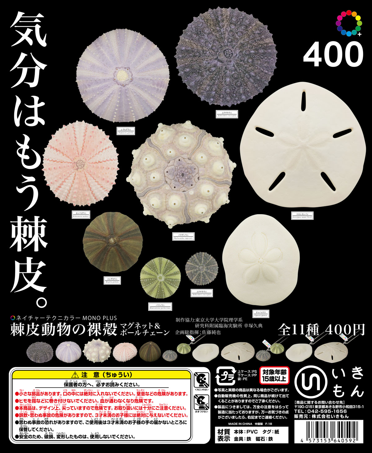 棘皮動物の裸殼 マグネット＆ボールチェーン – ネイチャーテクニカラー公式