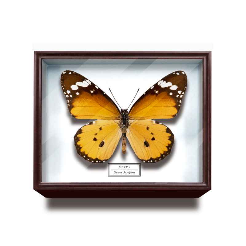 ドイツ箱マグネットコレクション – ネイチャーテクニカラー公式