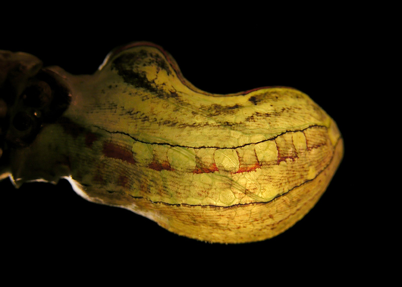 第7回 ワニ頭の昆虫の“マチャカ”伝説 | ナショナル ジオグラフィック