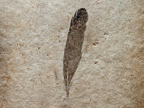 始祖鳥の翼は黒かった | ナショナル ジオグラフィック日本版サイト