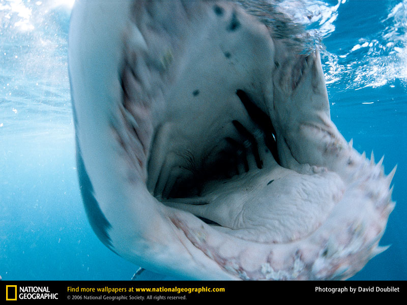 ホホジロザメの歯列 | ナショナル ジオグラフィック日本版サイト