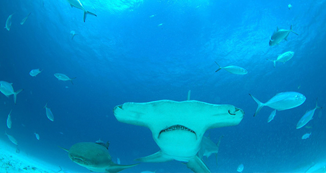 進化の奇跡：ハンマーヘッド・シャーク｜番組紹介｜ナショナル ジオ