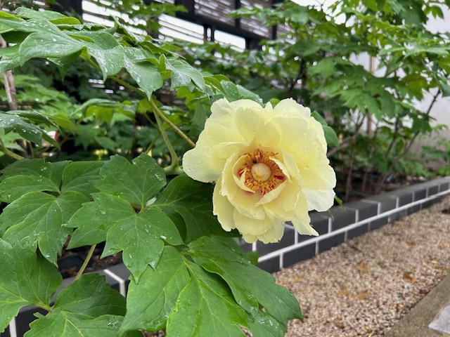 2025年の牡丹 | 秩父観光なび