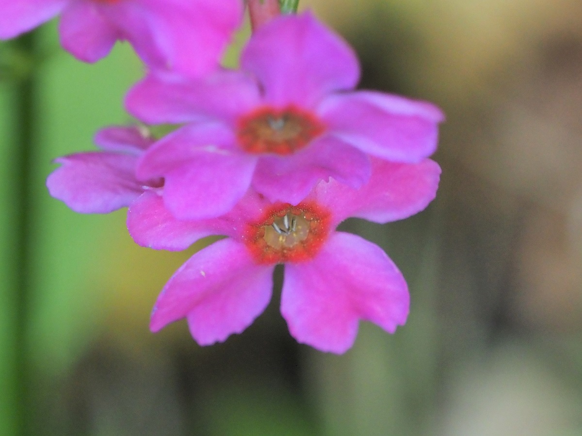 クリンソウ（九輪草） – ＃そぞろ定山渓 Sozoro-aruki