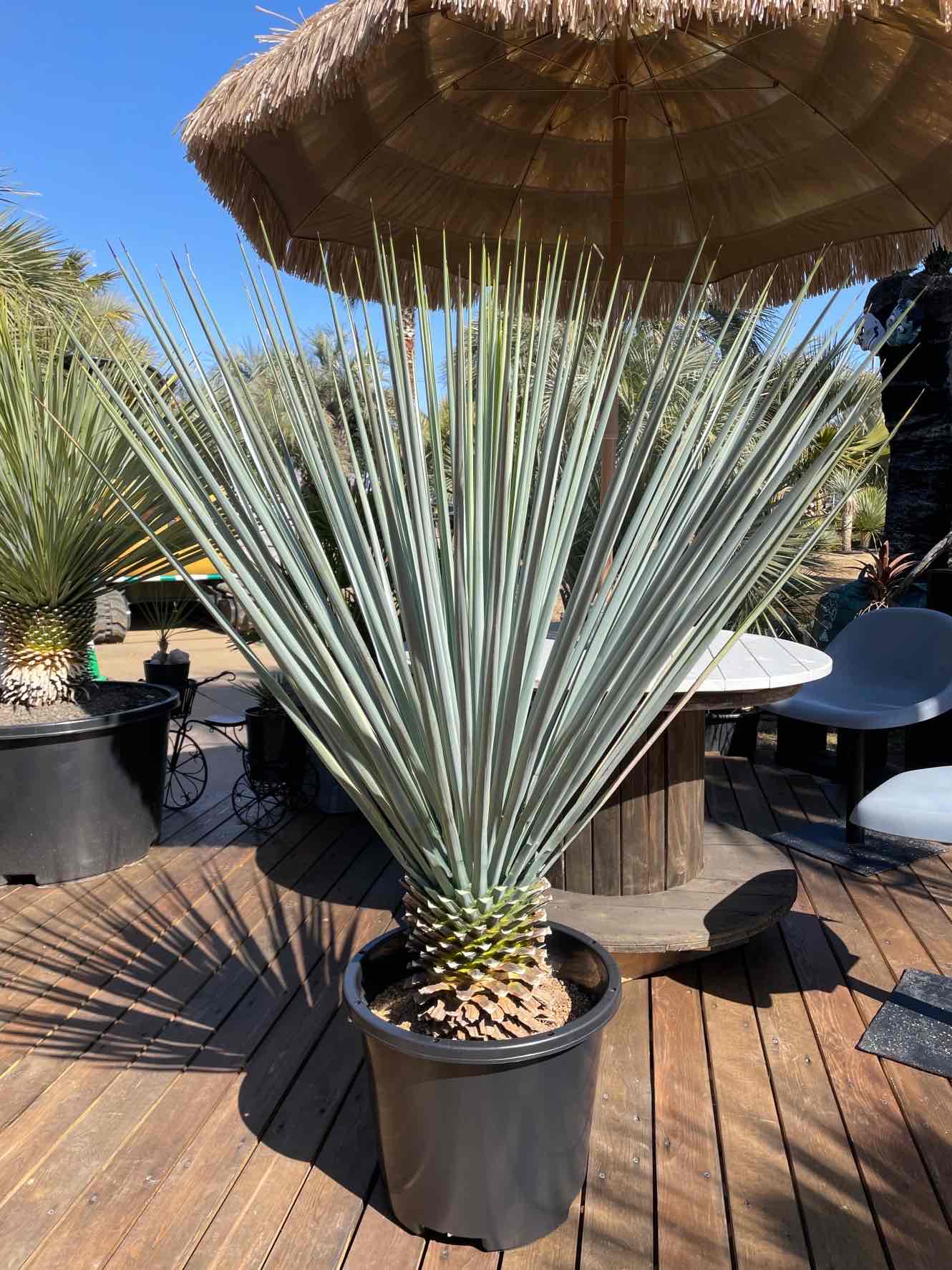 ハイブリッドユッカマルデヌベスver.リギダ｜ヤシの木・多肉植物