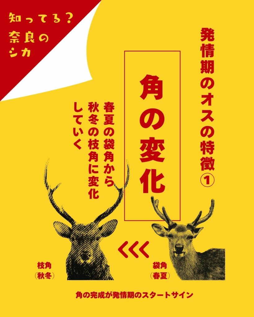 あぶない！オス鹿に注意！／ ① – 一般財団法人奈良の鹿愛護会ブログ
