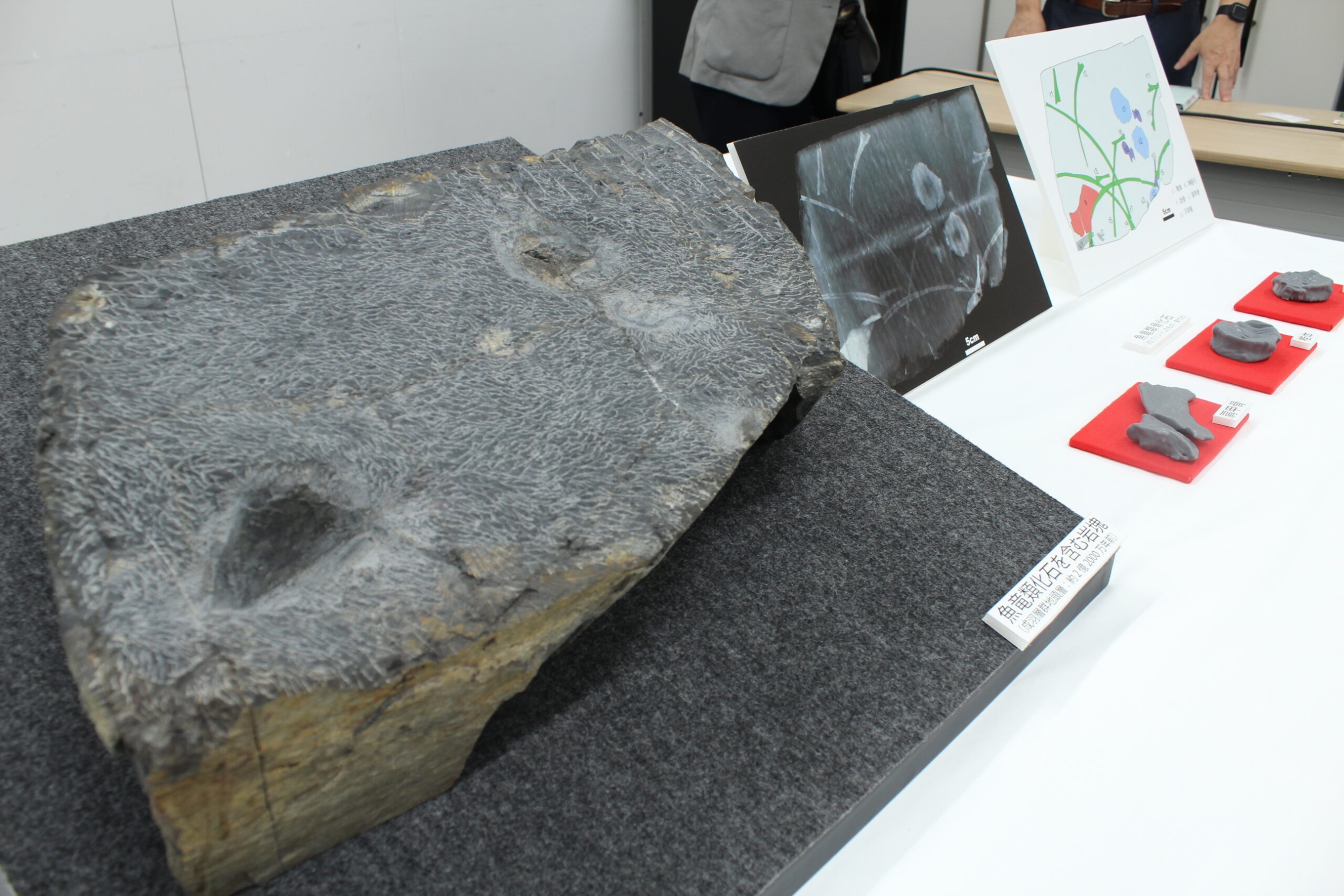 Big News！】貴重な大発見！当館所蔵の化石標本にまさかの魚竜化石