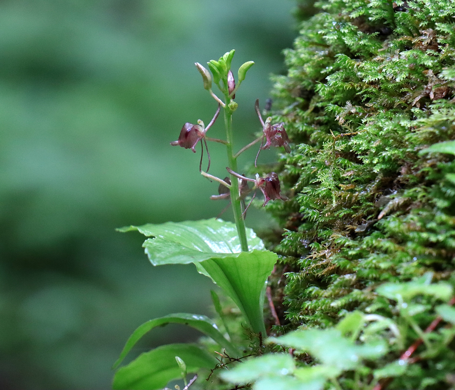 フガクスズムシソウ | 山川草木図譜 | 山岳の植物, 夏, 7月, ラン科