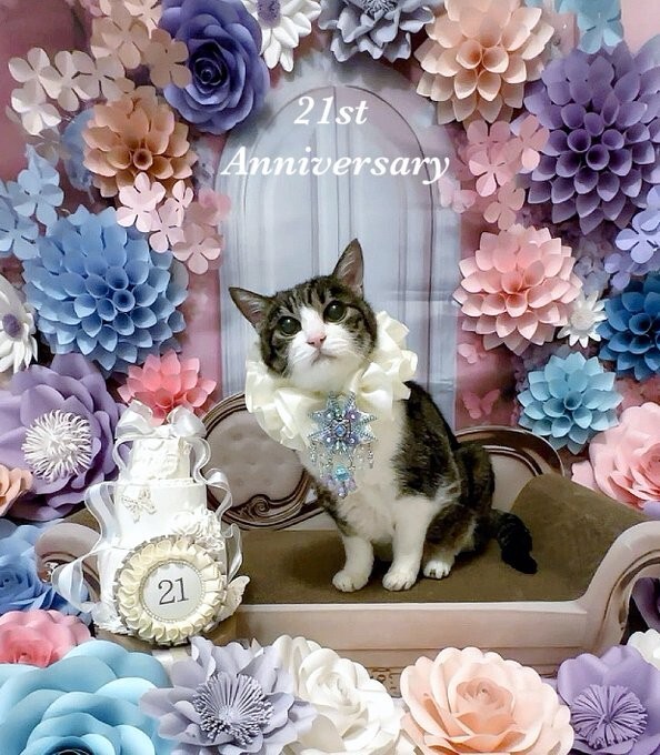 21歳のご長寿猫・菊千代ちゃん──飼い主が語る「セカンドオピニオンの