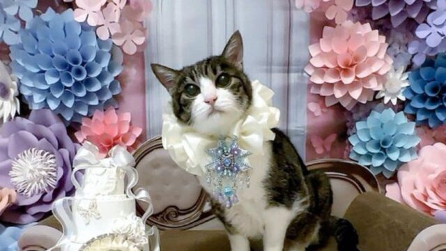 21歳のご長寿猫・菊千代ちゃん──飼い主が語る「セカンドオピニオンの