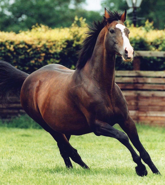 About Us | Farms私たちについて - Coolmore