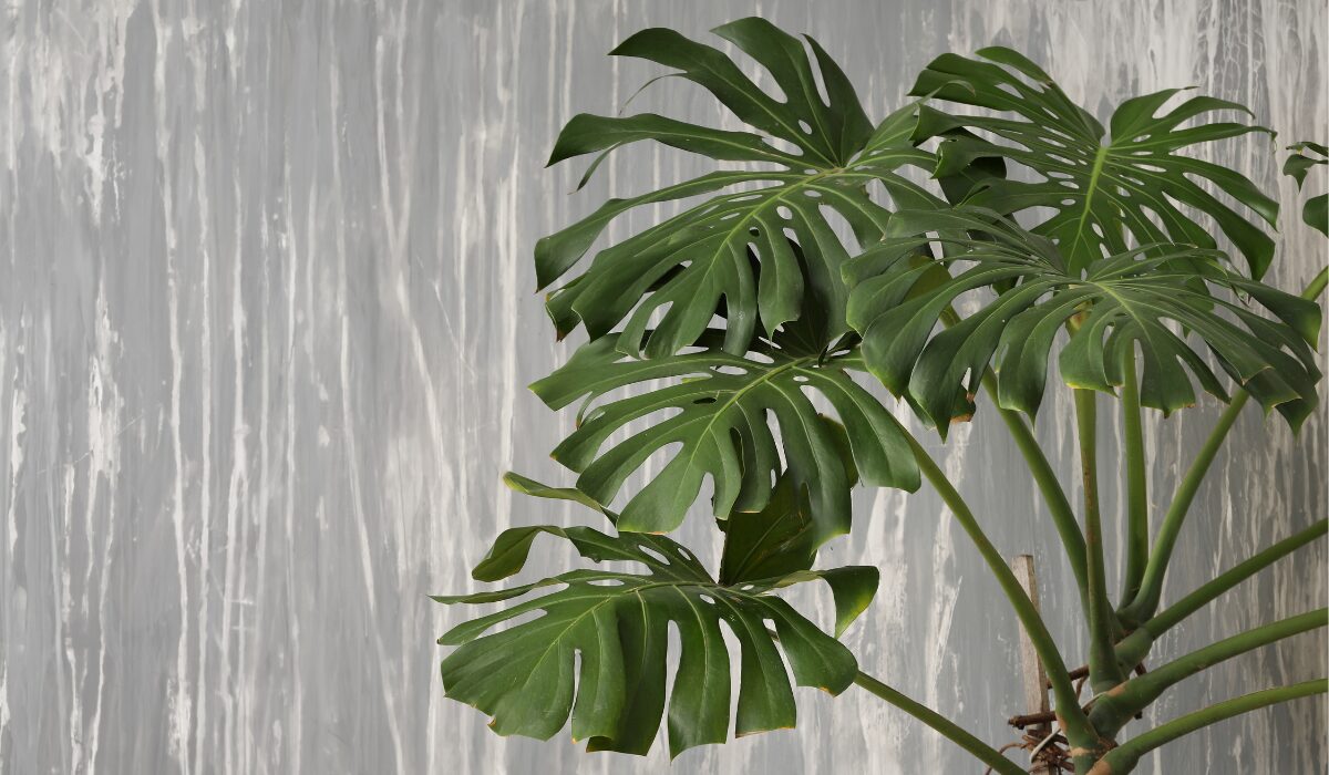 モンステラデリシオーサマクロコズム大型葉希少系統鉢植え高さ79㎝超大