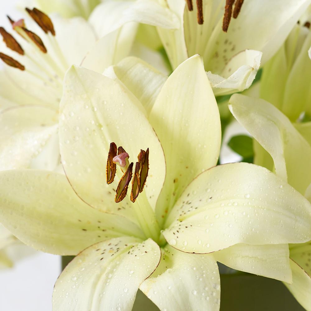 Lily Gifts | Cornsilk Surprise Lilies Box Arrangement | New Jersey
