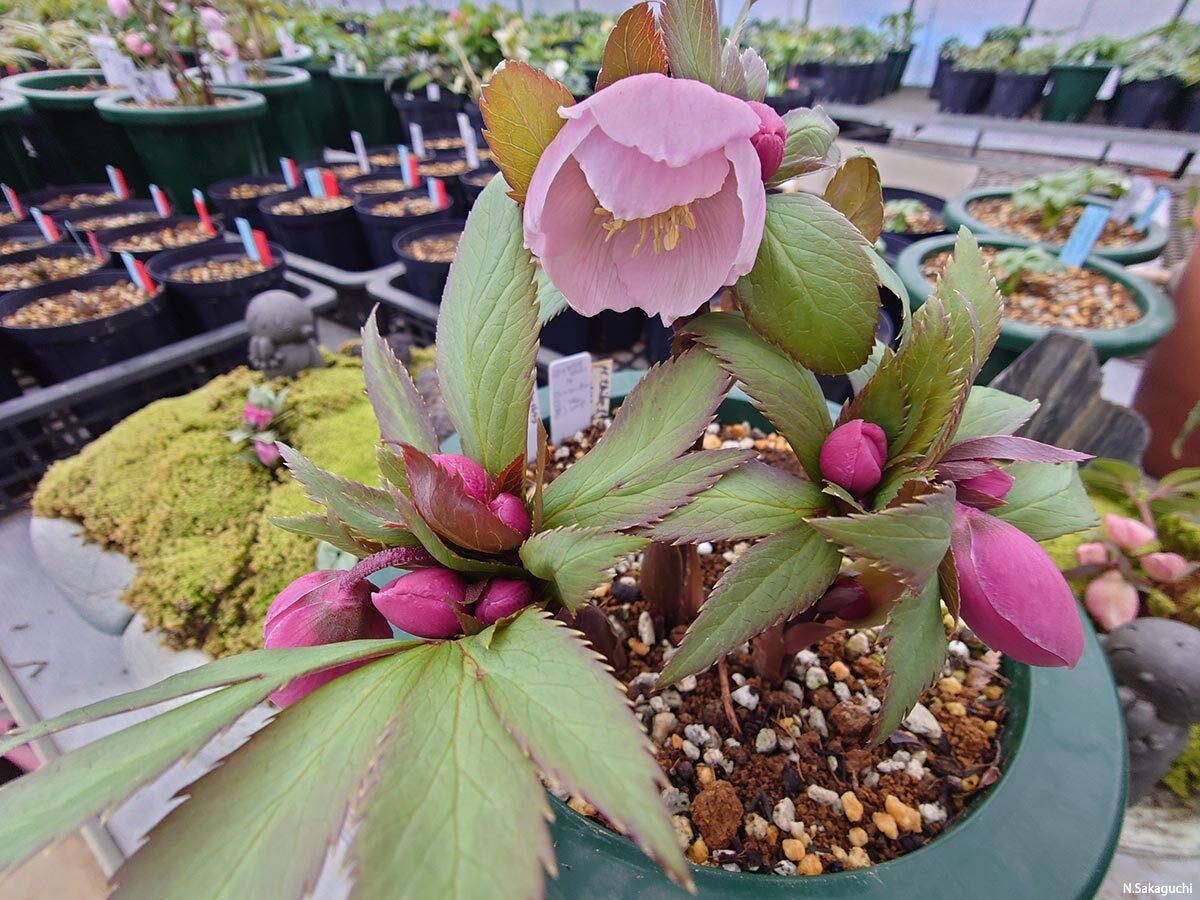 幻の花 ヘレボルス・チベタヌス〉クリスマスローズの可能性を探る