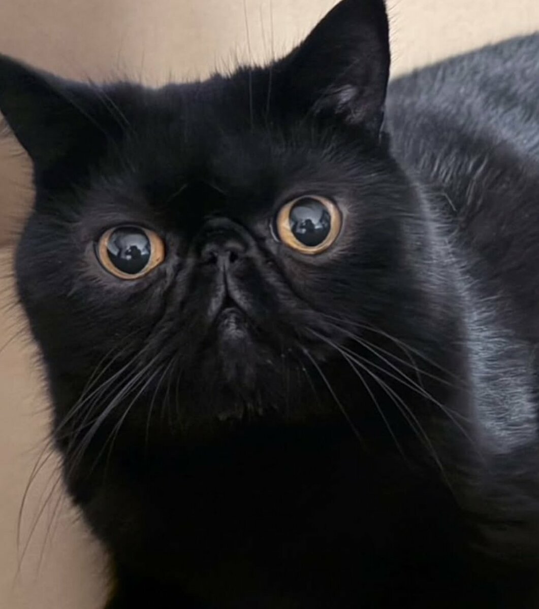 思わず二度見】黒目の大きさに差がありすぎる猫ちゃんが神秘的すぎる