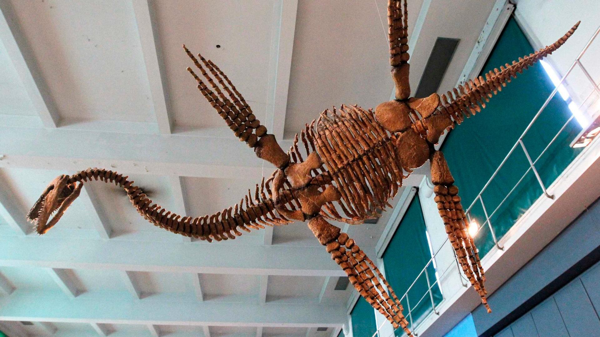 首長竜（プレシオサウルス）」はどう「泳いでいた」のか。ロボットを