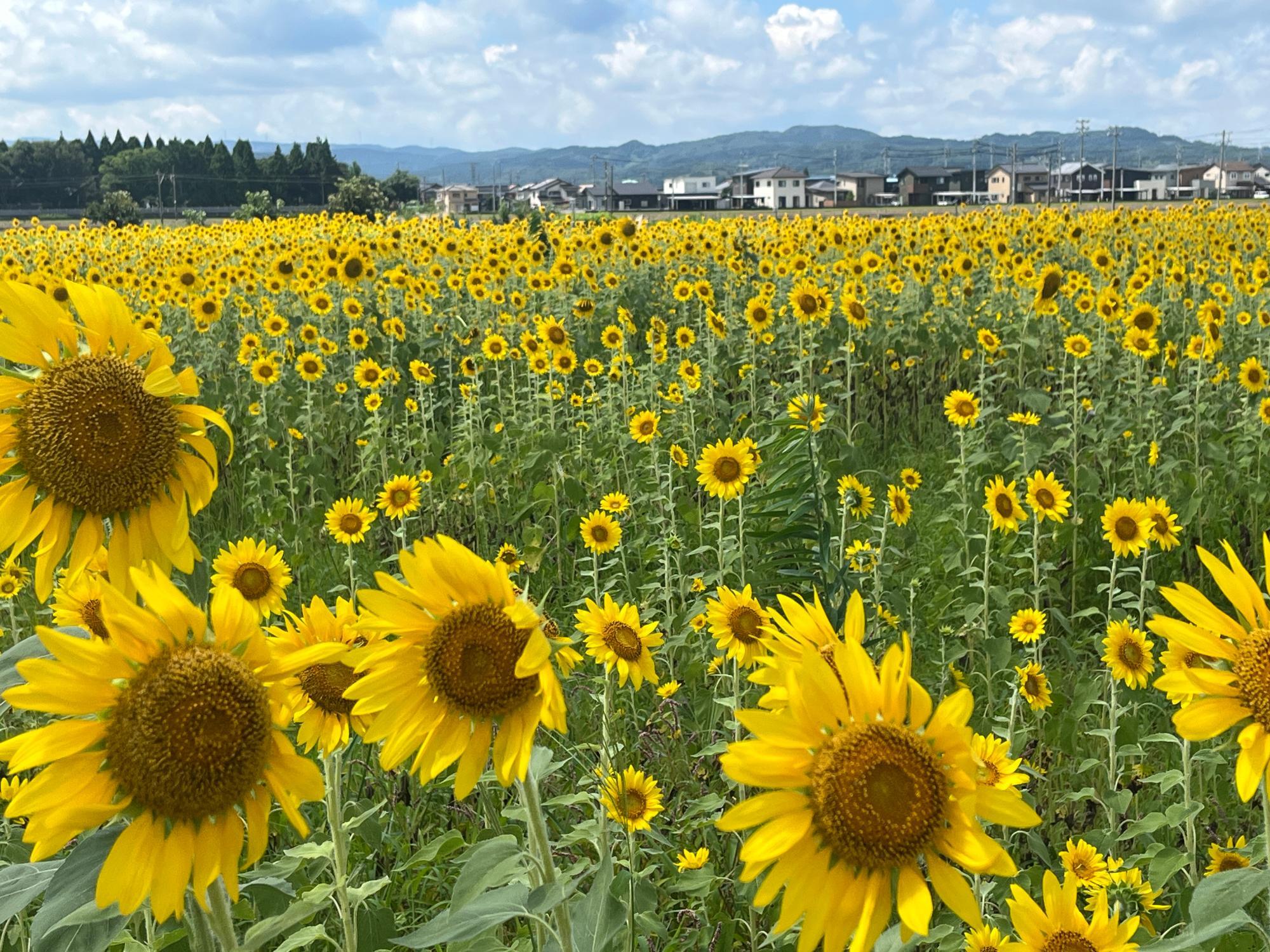 高岡市】木津のひまわりは今年も満開！ 自治会の皆さんが町おこしの