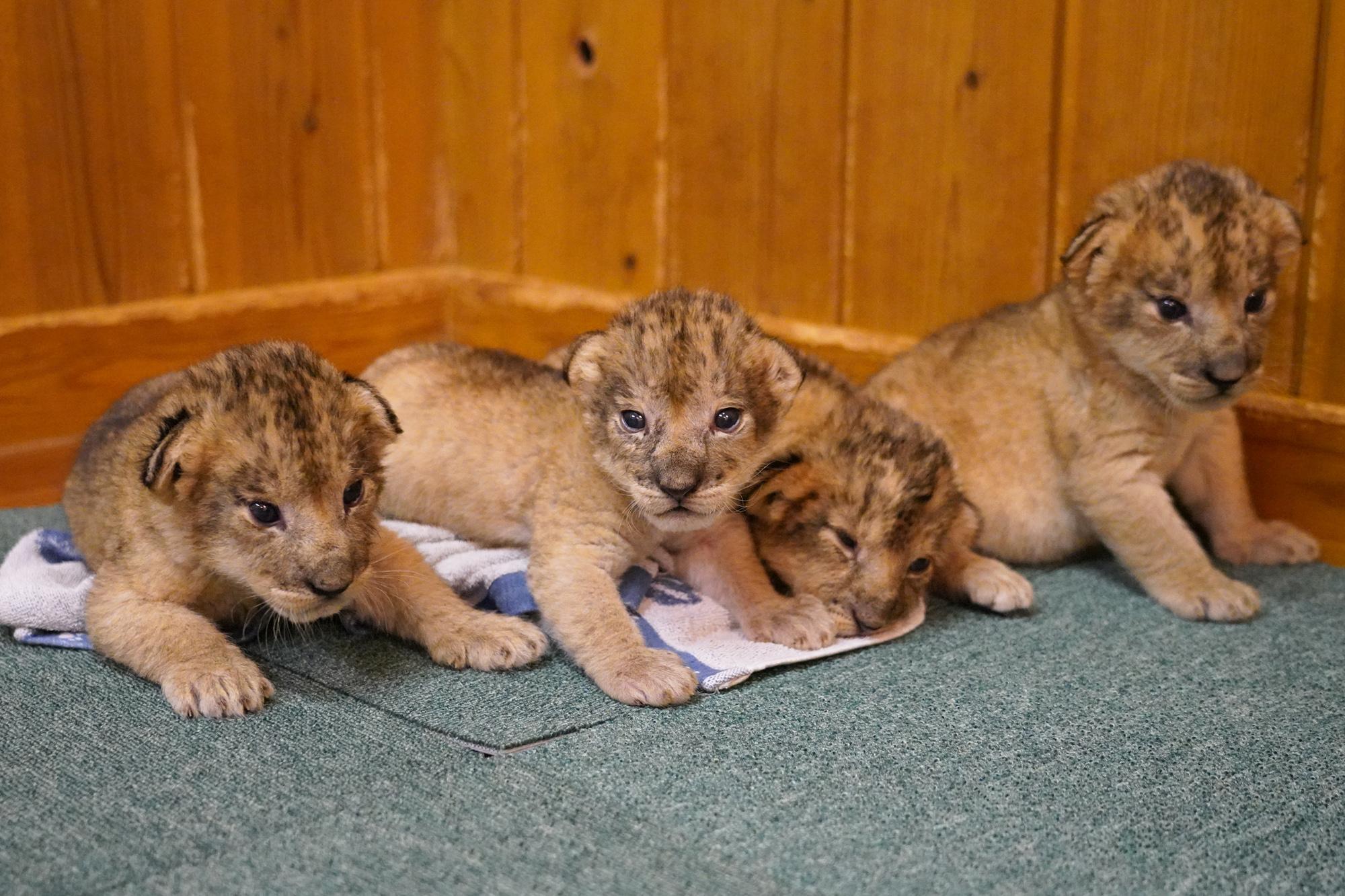裾野市】富士サファリパークで16年ぶりにライオンの4つ子が誕生！4/21