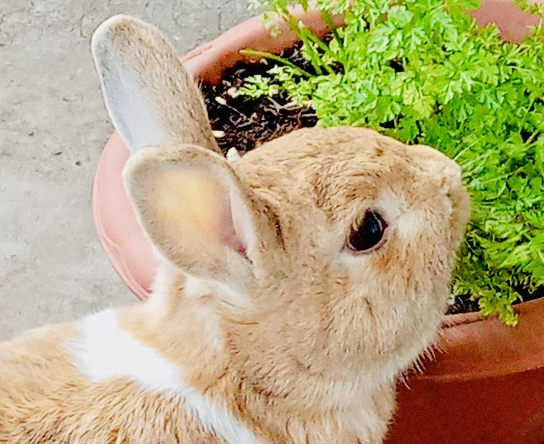 仙台市】今年の干支は卯！ 兎年生まれさん必見。八木山動物公園