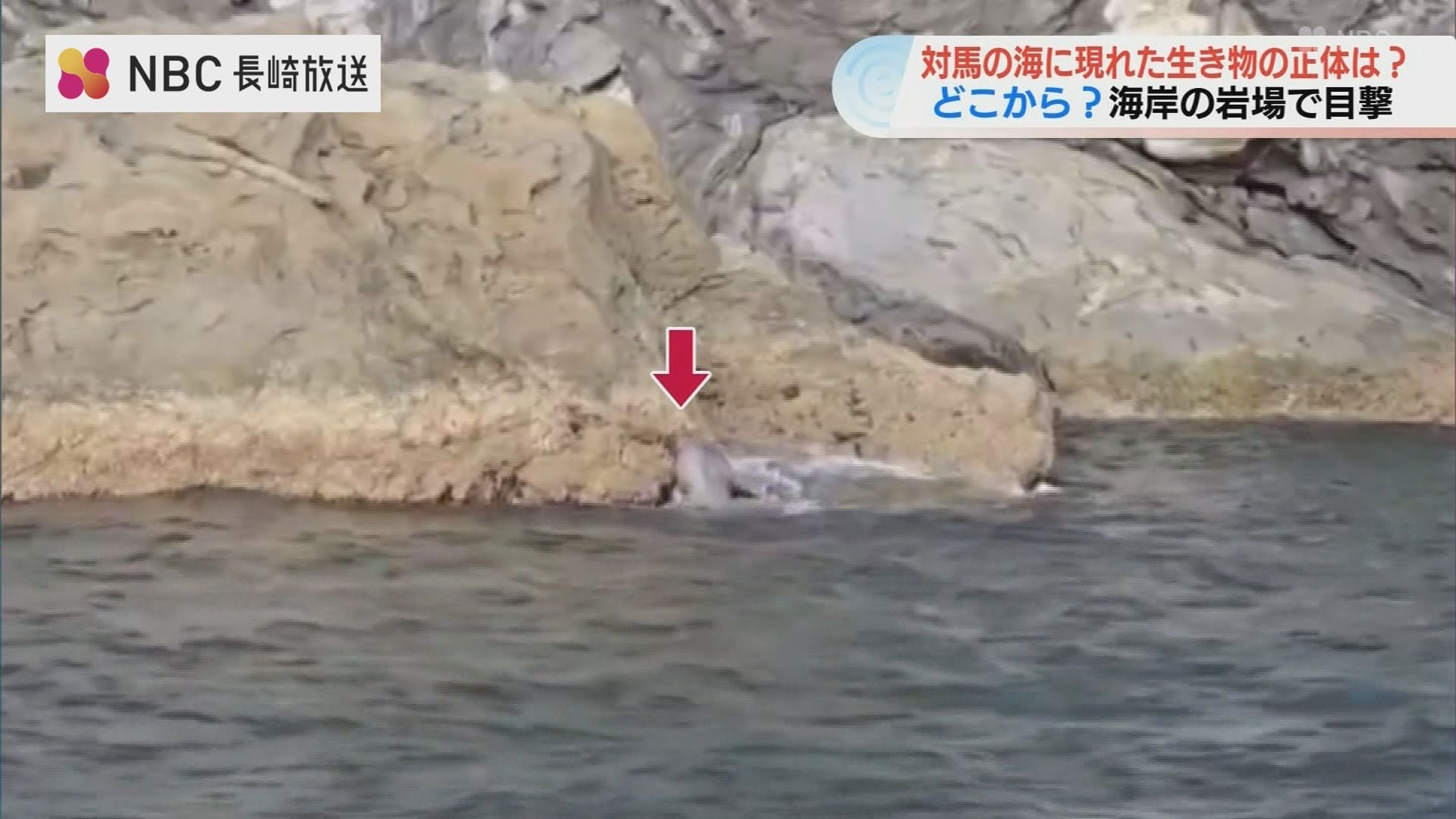 岩場をよじ登る‟謎の生き物”「毛並みの艶からおそらく…」【NBCニュース