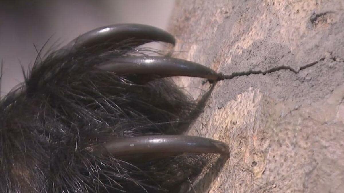 恐ろしいクマの爪「顔の皮膚がはがれ」雑菌で死んだ人も…富山では