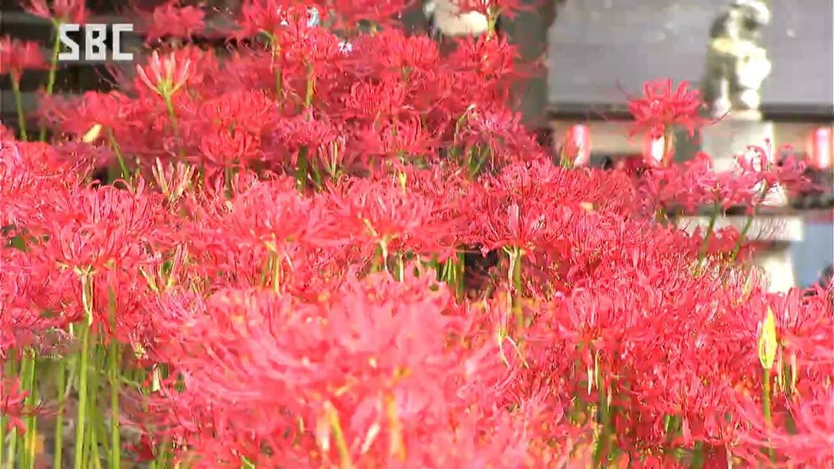 鮮やかな赤が神社の境内を彩る ヒガンバナが満開 長野・須坂市 | TBS