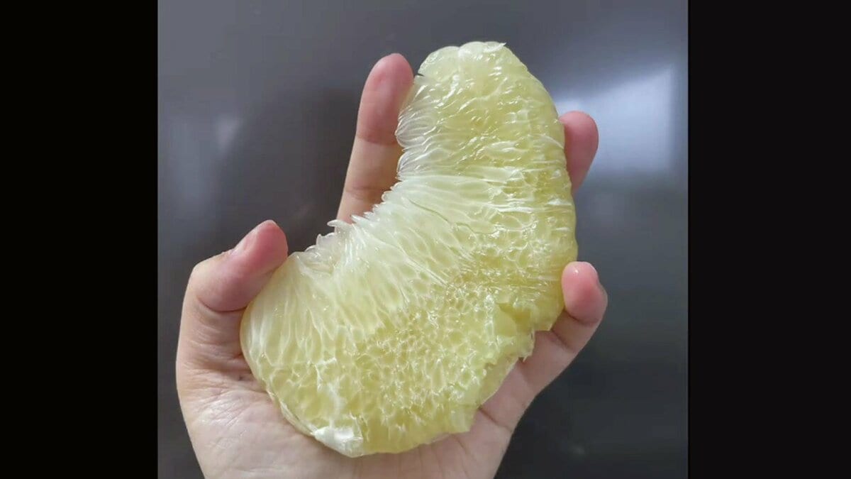 あおいページA「晩白柚＋上野早生」セット バズったバンペイユ（晩白