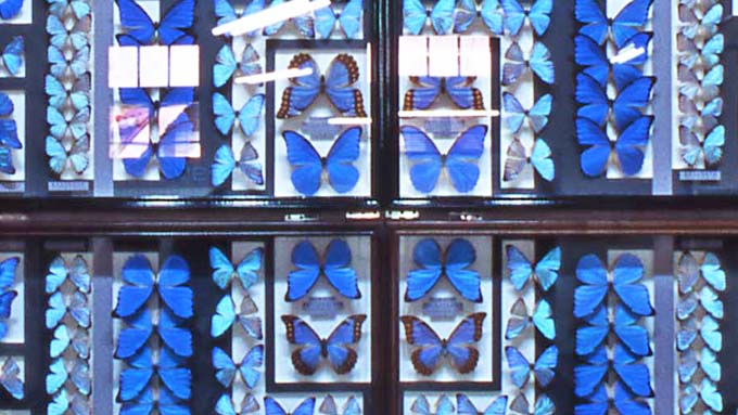 インスタ映えする「モルフォチョウの壁」も～100周年を迎える『名和