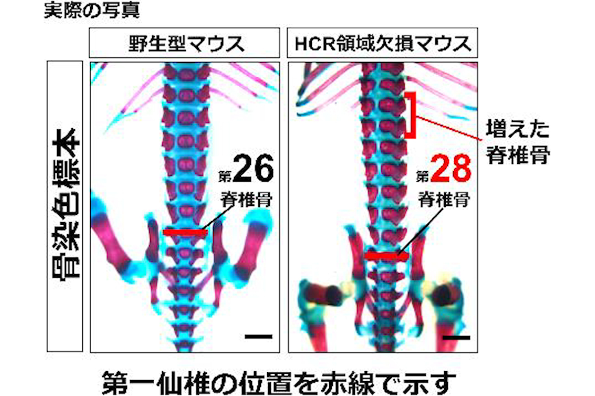 大阪公大など、脊椎動物の胴体の長さはDNA配列で制御されていることを