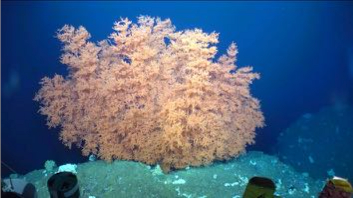 7000年以上生きるサンゴ群体、琉球大などが水深525mの南日本の海山で